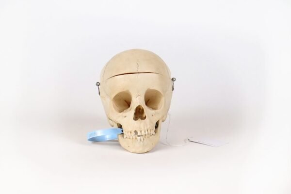 Reknas Pediatric Skull (0170)