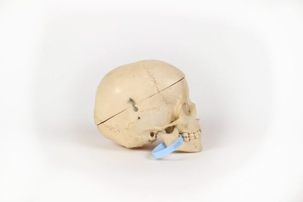 Reknas Pediatric Skull (0170) - Image 2