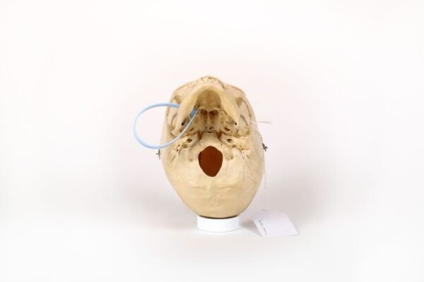 Reknas Pediatric Skull (0170) - Image 6
