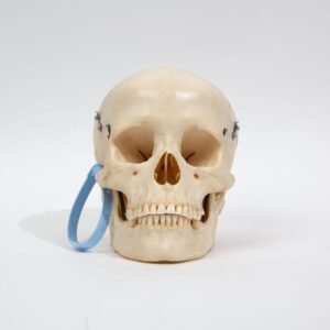 Medical Skull (0242)
