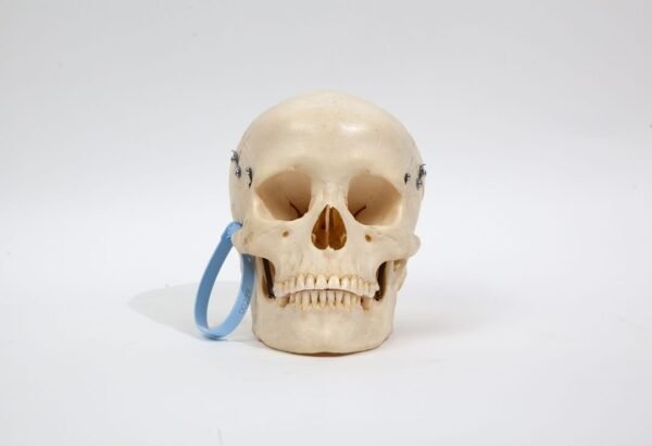 Medical Skull (0242)
