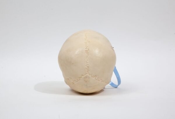 Medical Skull (0242) - Image 4