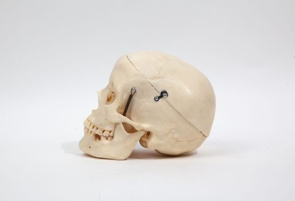 Medical Skull (0242) - Image 2
