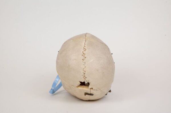 Demonstrative Skull (0298) - Image 4