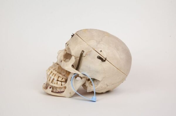 Demonstrative Skull (0298) - Image 2