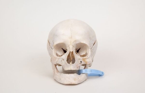 Uncut Geriatric Skull (0300)