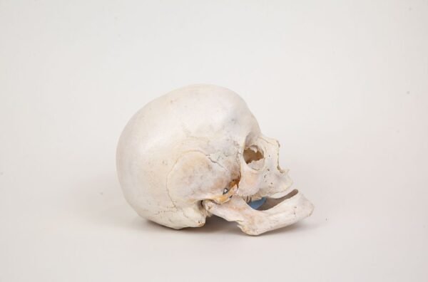 Uncut Geriatric Skull (0300) - Image 3