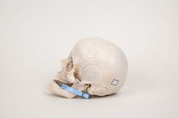 Uncut Geriatric Skull (0300) - Image 2