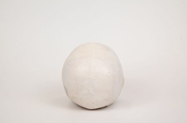 Uncut Geriatric Skull (0300) - Image 4