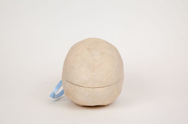 Geriatric Skull (0303) - Image 4