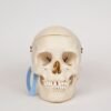 Medical Skull (0314)