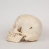 Medical Skull (0314) - Image 3
