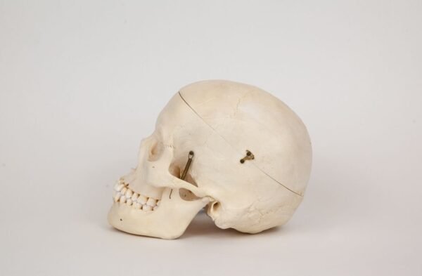 Medical Skull (0314) - Image 3