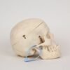Medical Skull (0314) - Image 2