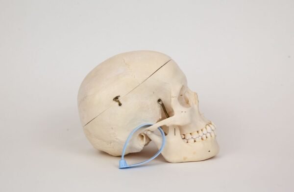 Medical Skull (0314) - Image 2