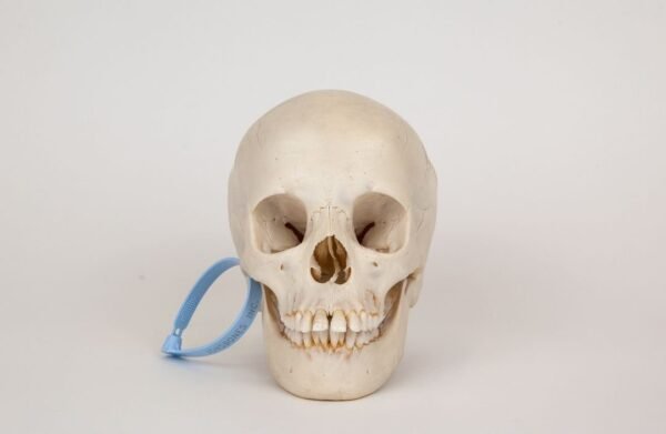 Uncut Medical Skull (0317)
