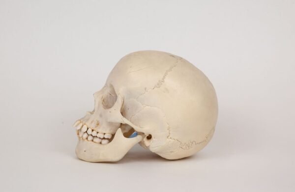 Uncut Medical Skull (0317) - Image 2