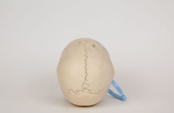 Uncut Medical Skull (0317) - Image 4