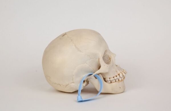 Uncut Medical Skull (0317) - Image 3