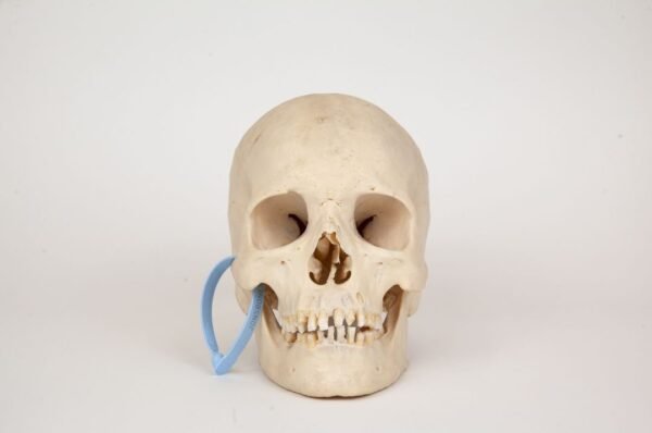 Uncut Medical Skull (0328)