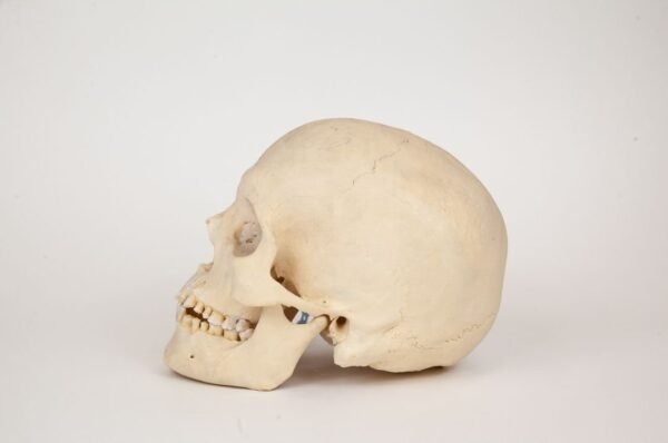 Uncut Medical Skull (0328) - Image 3