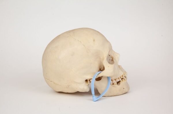 Uncut Medical Skull (0328) - Image 2