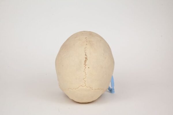 Uncut Medical Skull (0328) - Image 4