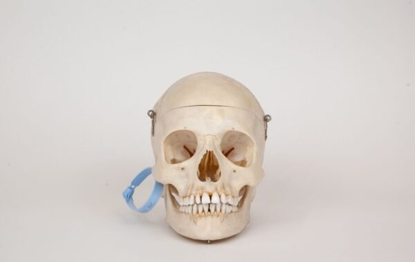 Medical Skull (0329)