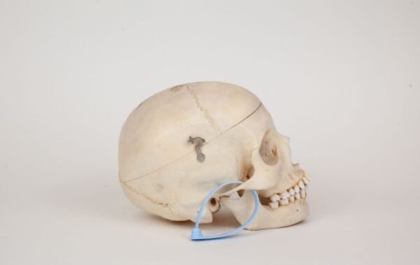 Medical Skull (0329) - Image 3
