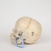 Pediatric Skull (0334) - Image 2