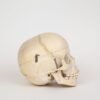 Pediatric Skull (0334) - Image 3
