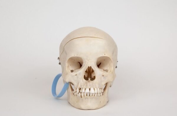 Medical Skull (0340)
