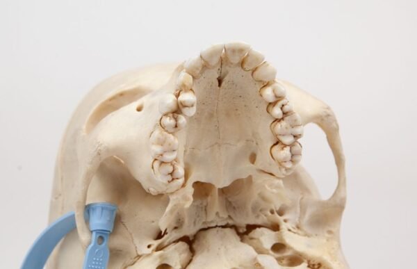 Medical Skull (0340) - Image 5