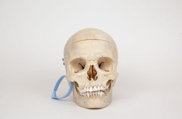 Medical Skull (0342)