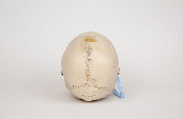 Medical Skull (0342) - Image 4