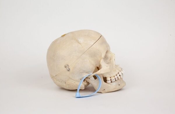 Medical Skull (0342) - Image 2