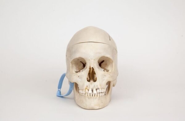 Medical Skull (0348)