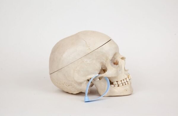 Medical Skull (0348) - Image 2