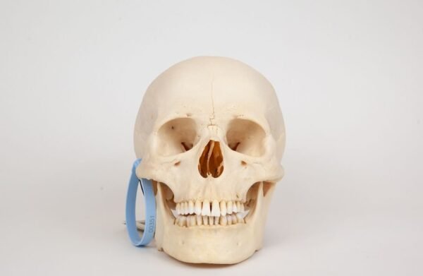 Uncut Medical Skull (0351)