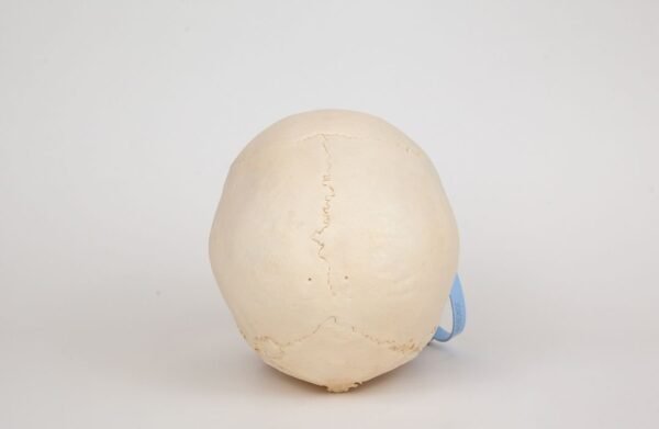 Uncut Medical Skull (0351) - Image 4