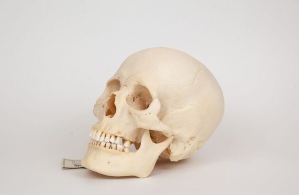 Uncut Medical Skull (0351) - Image 3