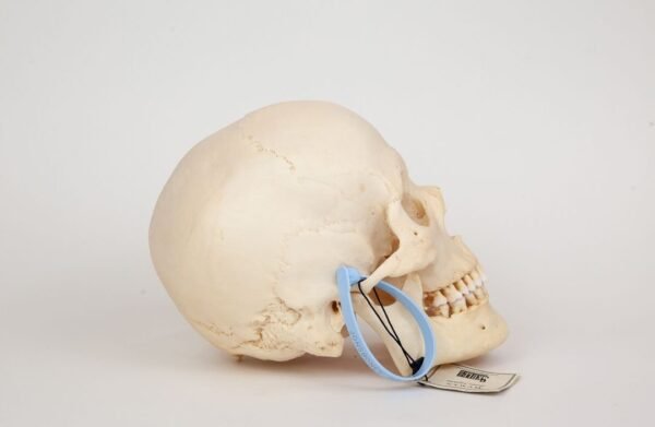 Uncut Medical Skull (0351) - Image 2