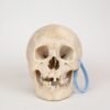 Uncut Medical Skull (0358)