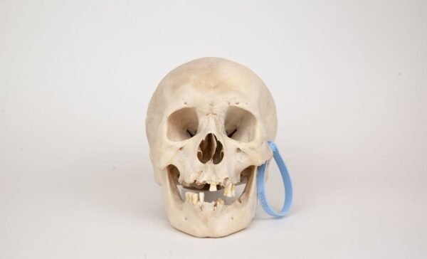 Uncut Medical Skull (0358)
