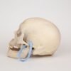 Uncut Medical Skull (0358) - Image 3