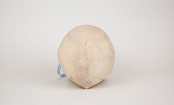 Uncut Medical Skull (0358) - Image 4
