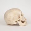 Uncut Medical Skull (0358) - Image 2