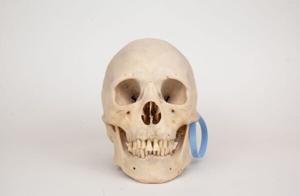 Uncut Medical Skull (0359)