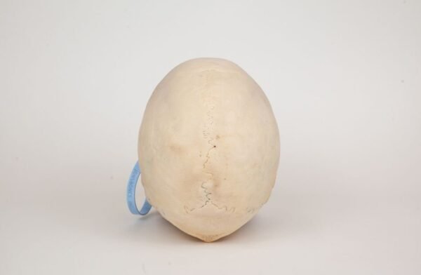 Uncut Medical Skull (0359) - Image 4