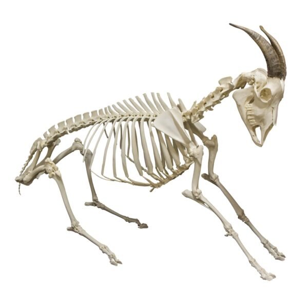 Domestic Goat Skeleton - Articulated (15045)